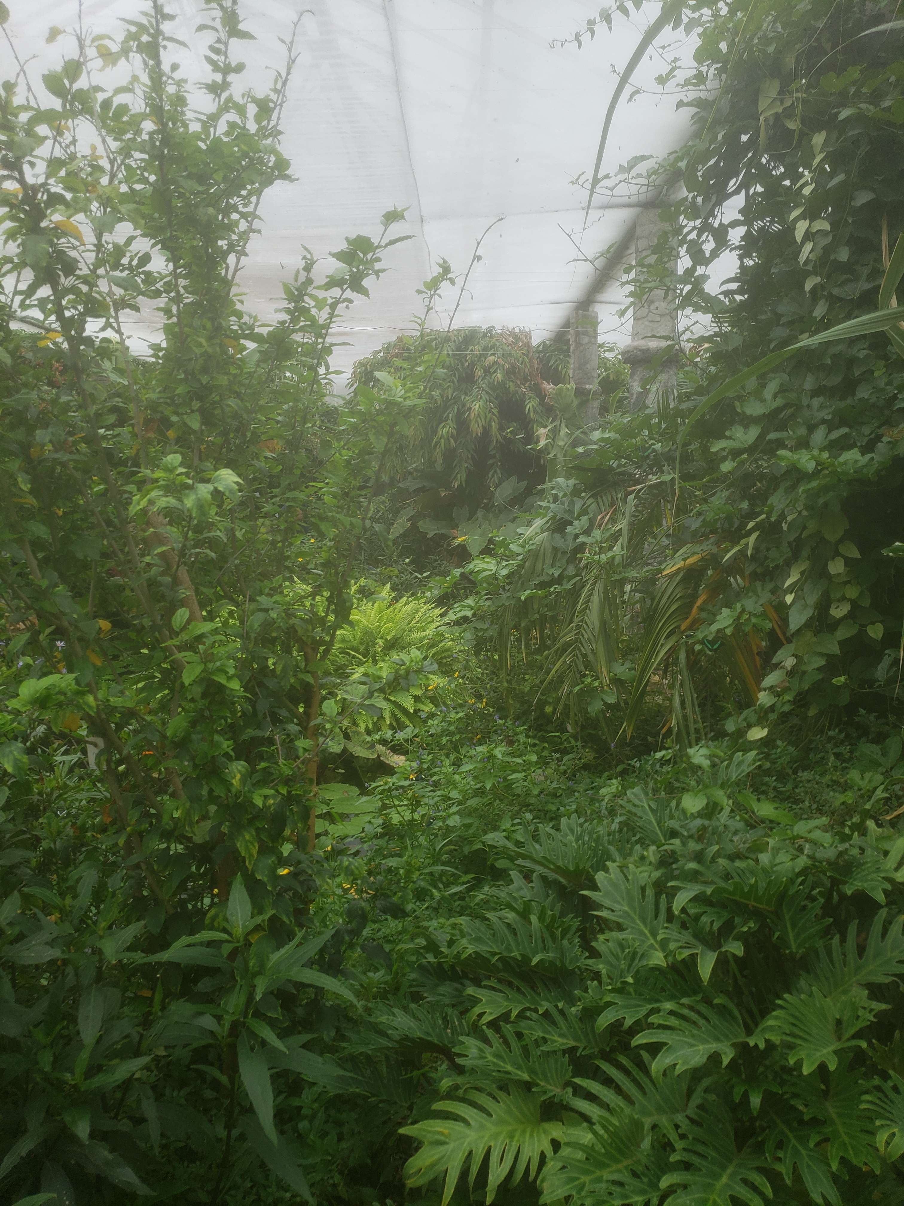 The inside of the Stratford Butterfly Farm, an overgrown jungle in a white tent.