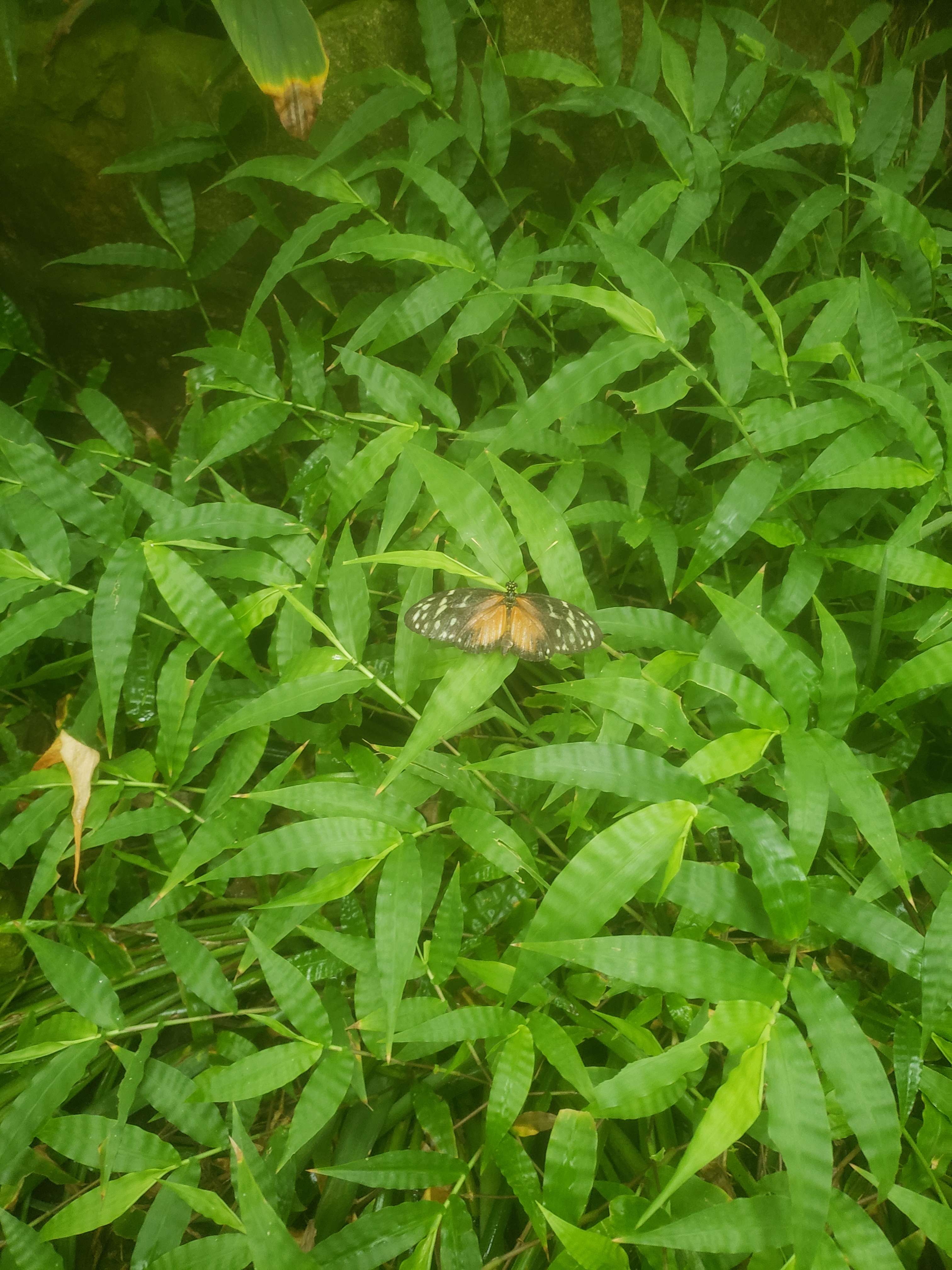 An orange and black butterfly resting on a leaf in a bush.