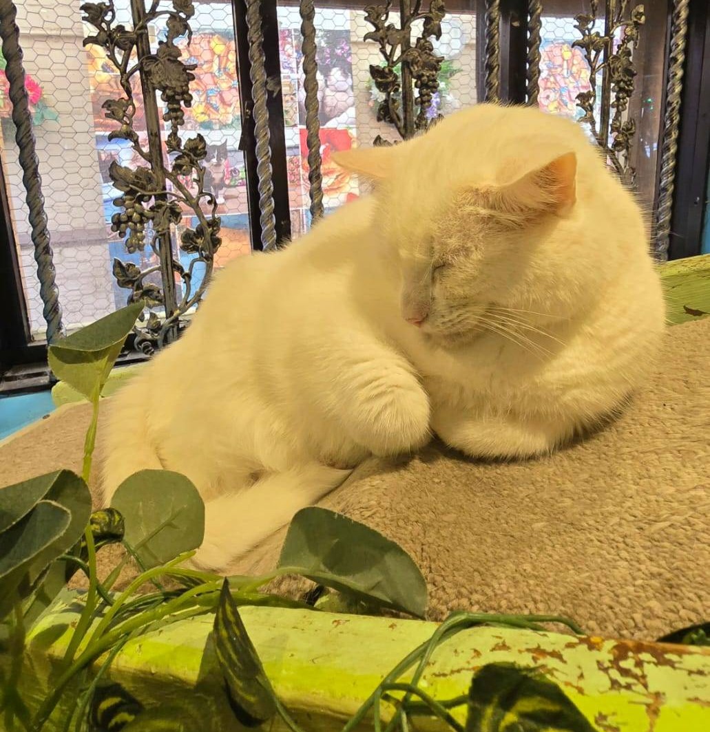 A white cat sleeping with his paws folded below him