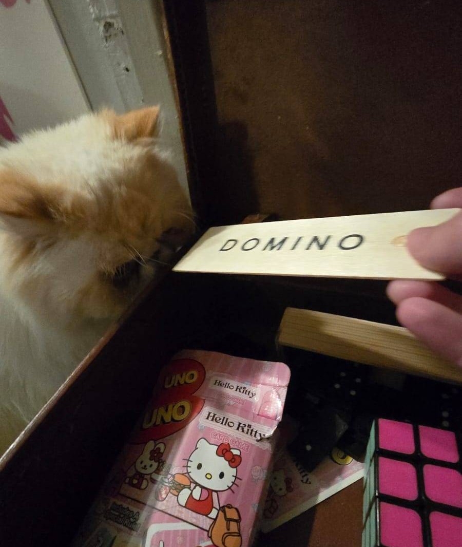 A cream-coloured persian cat looking at the lid of a domino box, being presented to him by a hand from the edge of the frame.
