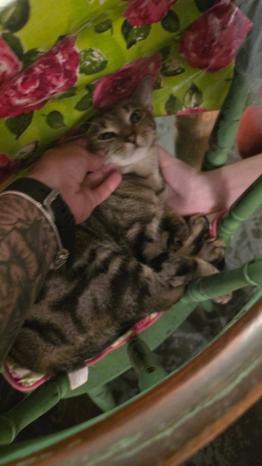 A brown tabby cat lying on a chair, getting pet from both sides by two hands.
