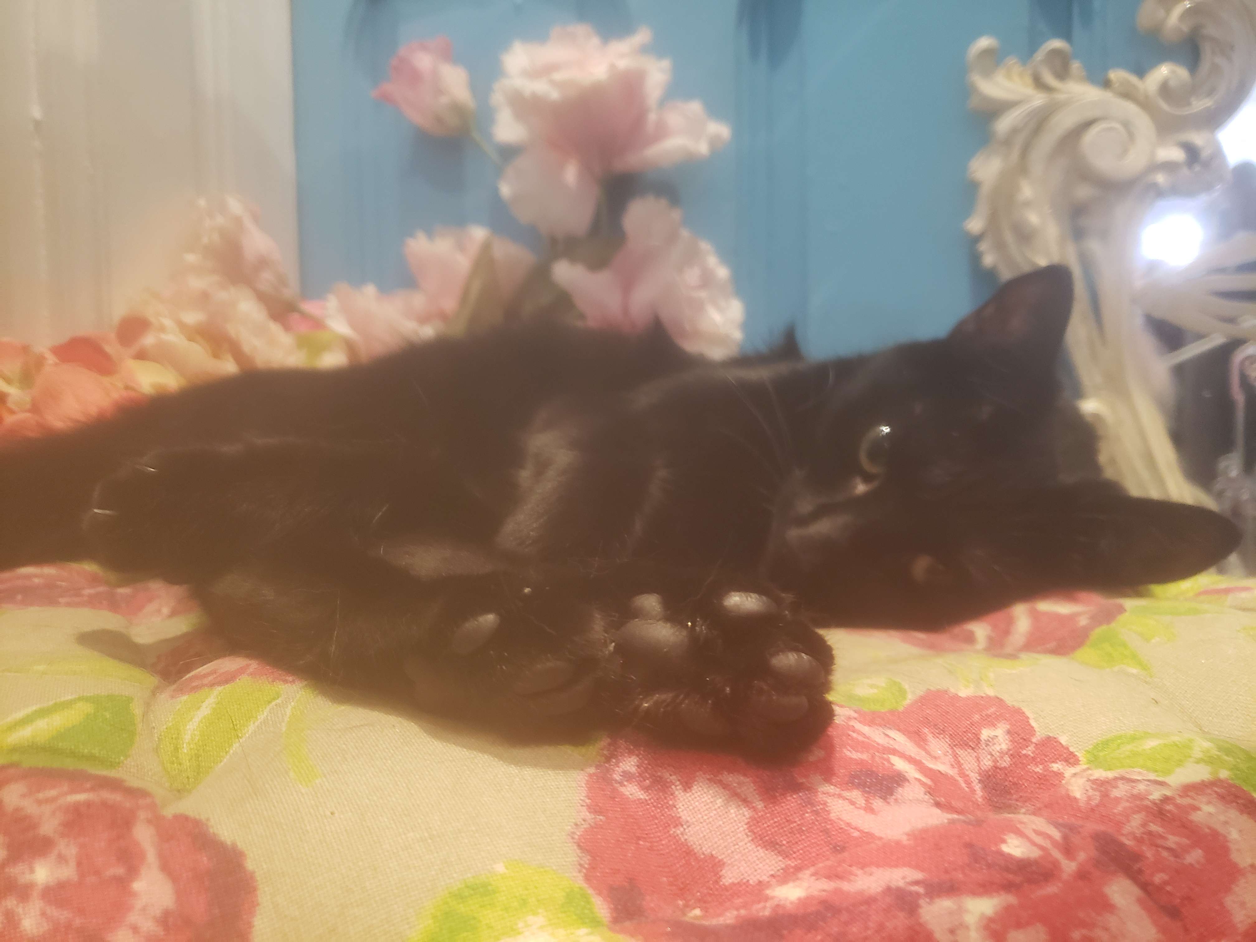 A black cat lying curled up, showing off her paws to the camera.