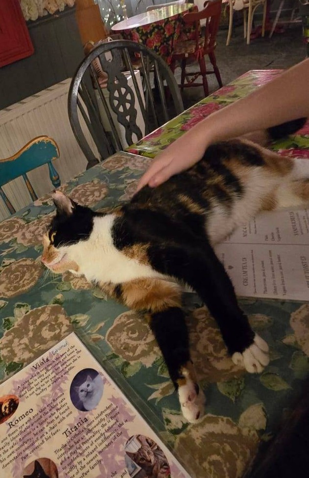 The same calico lying on the table, getting pet.