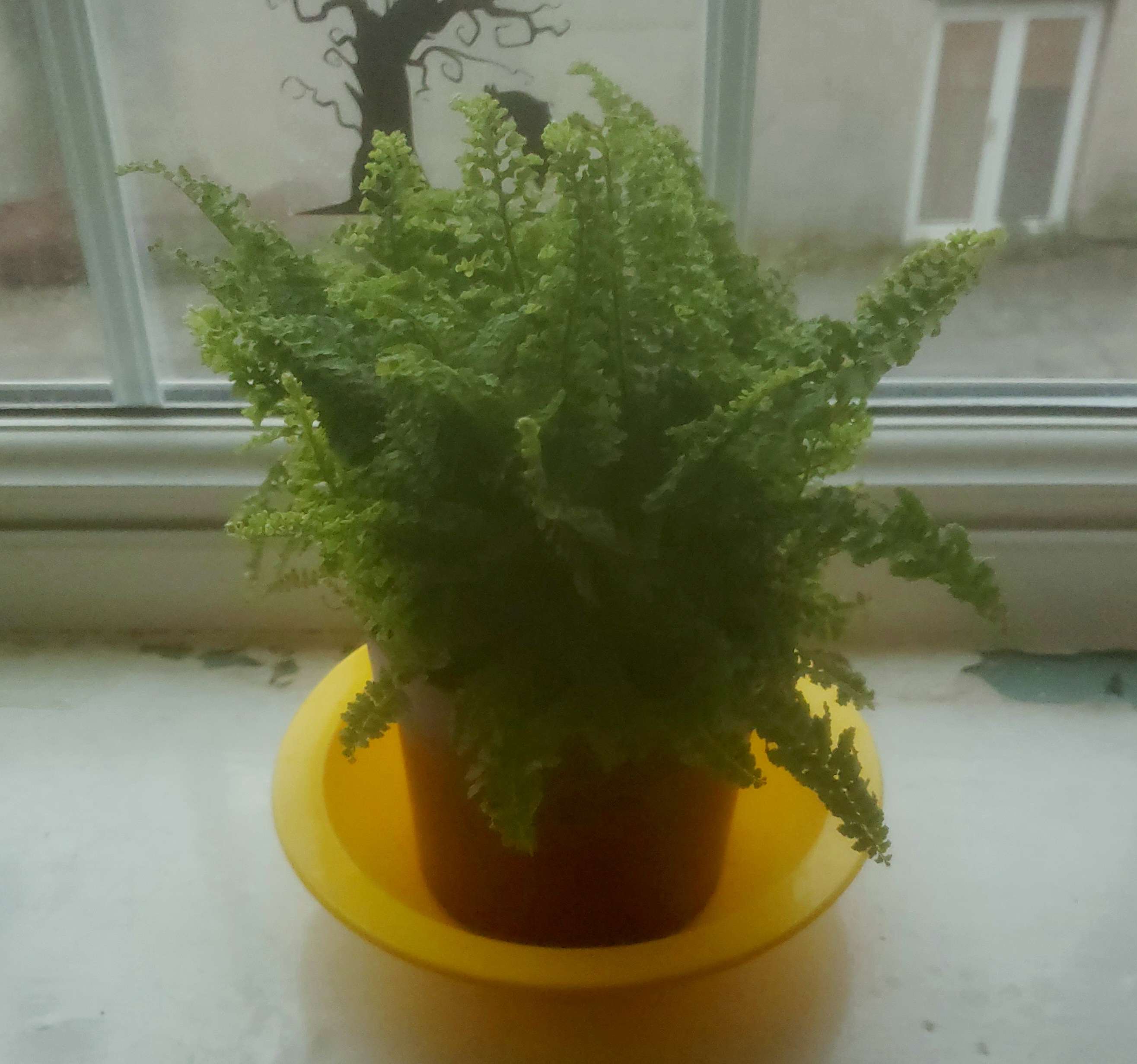 A small, bushy fern in a plastic pot, in a yellow bowl.