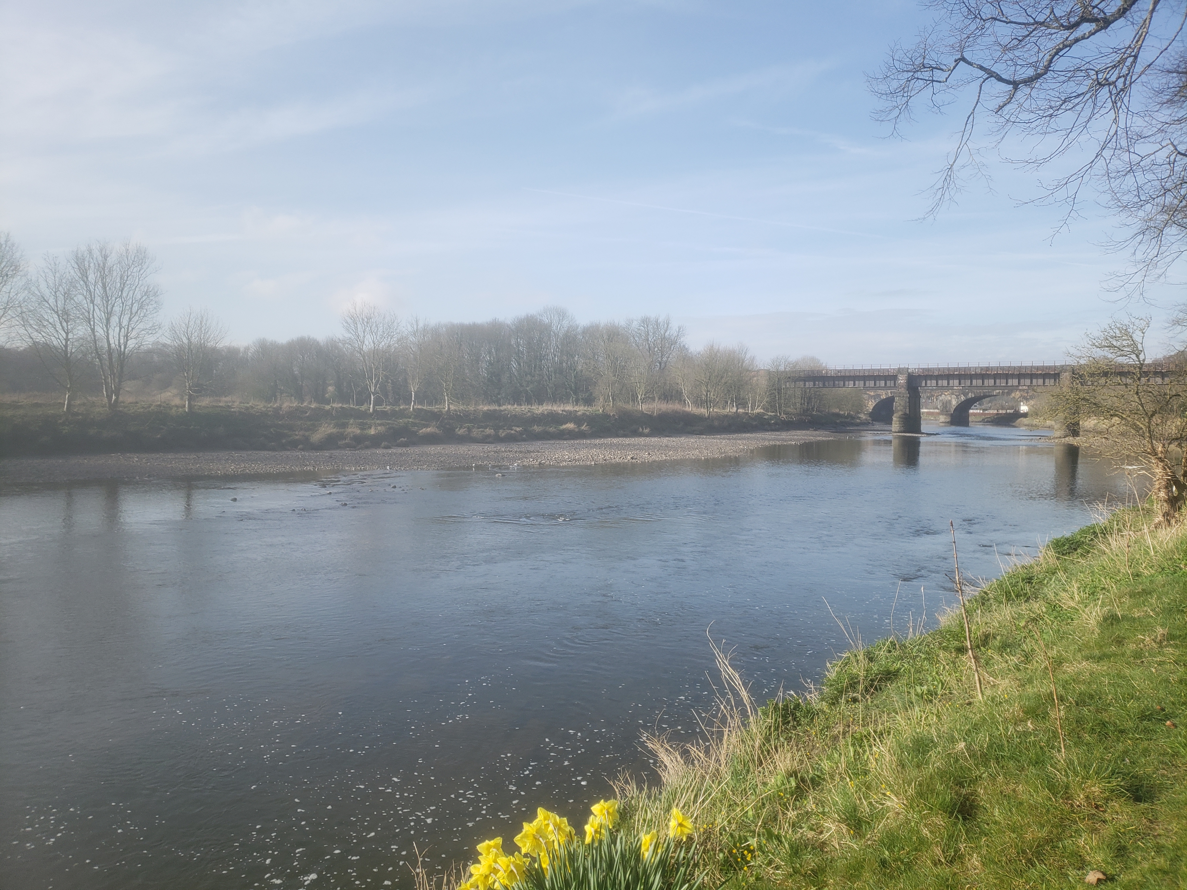 A photo of a large river. There is a stone bridge in the background and some daffodils in the foreground.