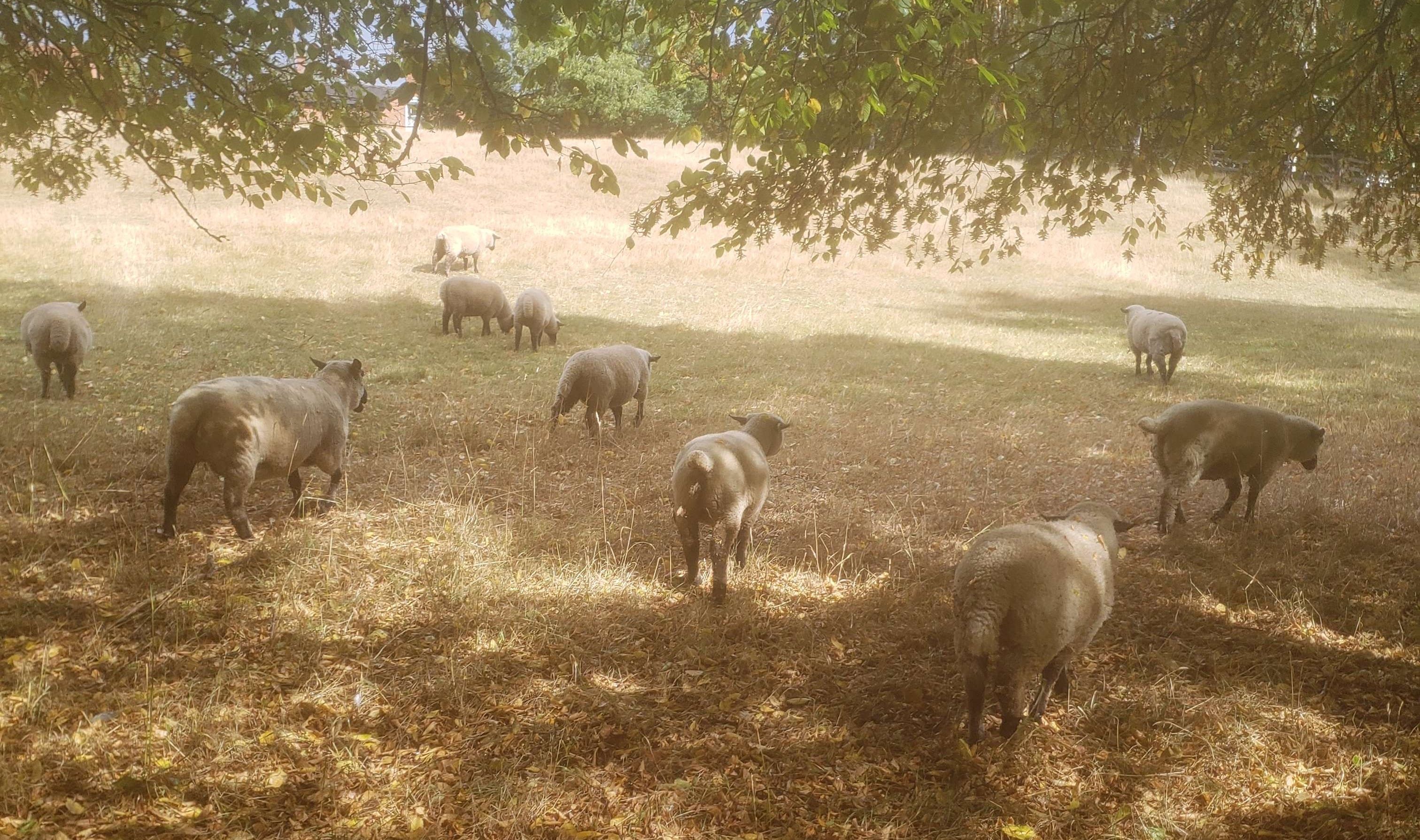 A field with a few sheep under the shadow of some trees, facing away from the viewer