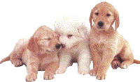 3 Puppies