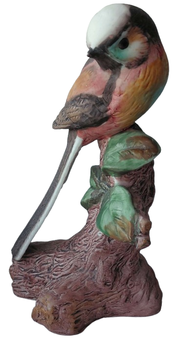 Long-tailed bird